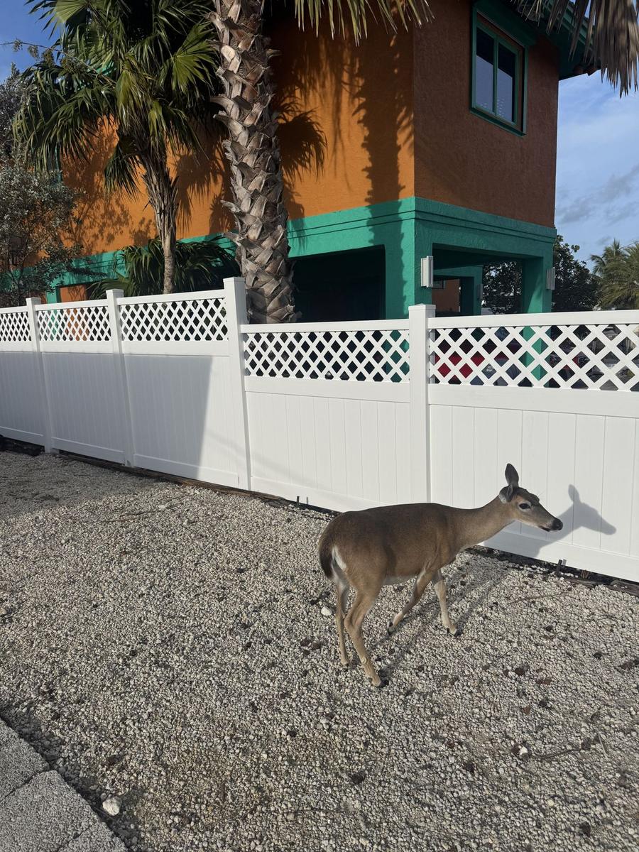 White PVC fence with lattice top and a Key deer walking by